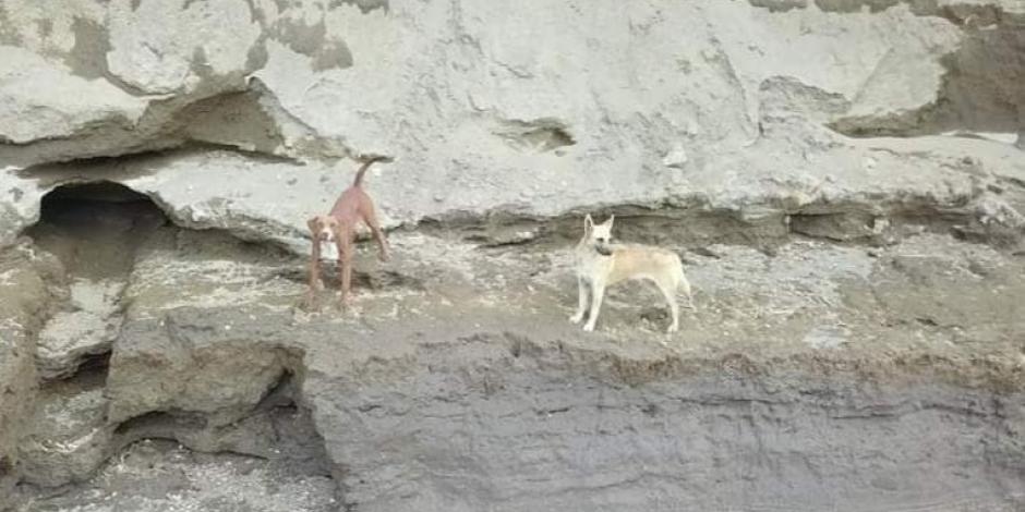 Perritos atrapados en socavón de Puebla